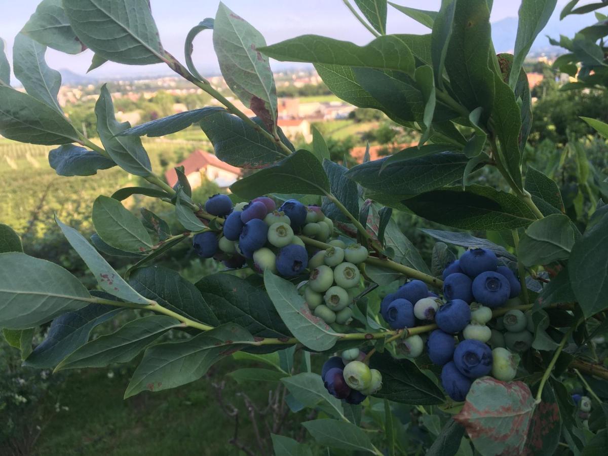 Bed and Breakfast Agrialpi By Salfrutta Bricherasio Exteriér fotografie